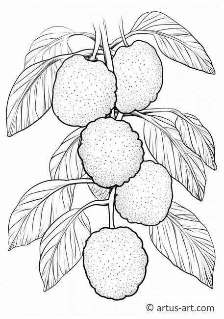Lychee on a Tree Branch Coloring Page